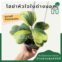 ราคา โฮย่าหัวใจ หัวใจทศกันต์ ใบด่างนอก ขนาด 4 6 ใบ มาในกระถางพร้อมลวดแขวน hoya kerii (12482438085)