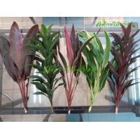 ราคา กิ่งต้นหมากผู้หมากเมีย 5 พันธุ์ เขียวและแดง 5 ต้น ความสูง 60 ซม (16348676270)