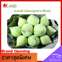 ราคา Uland ดอกบัวฉัตรขาว ตูม ขนาดใหญ่ 10 ดอก ดอกบัวขาว ดอกบัวไหว้พระ ดอกบัวสำหรับพับ (8489695086)