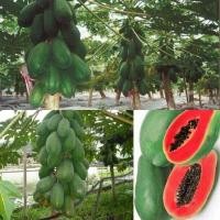 ราคา เมล็ดมะละกอเรดเลดี้หวานมาก 50เมล็ด สำหรับเพาะปลูก (10029007506)