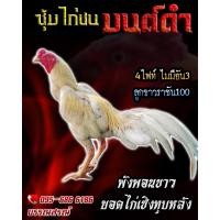 ราคา ดูคลิป จำหน่ายไข่ไก่ชน พ่อพันธุ์เกรด VIP ไข่ไก่ชนก๋อยกัดทุบ สายเลือดดี ไข่เชื้อไก่ชนก๋อยกัด เจ้าพงพอนขาว (14513779903)