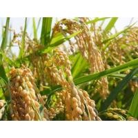 ราคา เมล็ดพันธุ์ข้าว ข้าวญี่ปุ่นพร้ออมปลูก เมล็ดพันธุ์สำหรับเพาะปลูกชุดประมาณ500เมล็ด (8688449764)