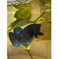 ราคา ปลากัดมาเลลูกนอกแท้100 ชุดvip เทราคาแพง (10264667078)