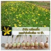 ราคา บัวดิน เหลืองขมิ้น ดอกบัวดินสีเหลือง 10 หัว (382639131)