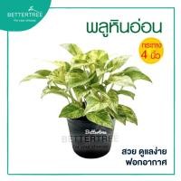 ราคา พลูด่างราชินีหินอ่อน กระถางขนาด 4 นิ้ว ไม้ฟอกอากาศ ไม้กระถางเล็ก ไม้ทำสวนแนวตั้ง (7524469505)