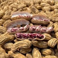 ราคา เมล็ดพันธุ์ ถั่วลิสงลายเสือ พันธุ์ถั่วเสือ ถั่วดิน ถั่วจัมโบ้ ตัวเลือก 300 เมล็ด 10 แถม 1 คละได้ (11664188085)