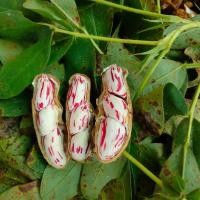 ราคา เมล็ดพันธุ์ ถั่วลิสงลายเสือ พันธุ์ถั่วเสือ ถั่วดิน ถั่วจัมโบ้ ตัวเลือก 300 เมล็ด 10 แถม 1 คละได้ (11664188083)