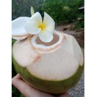 ราคา มะพร้าวน้ำหอมแท้ 100 จากสวนบ้านแพ้ว Coconut Water สดใหม่จากต้น น้ำหอมหวานมาก จากธรรมชาติ แบบลูกไม่ปลอก (9989502908)