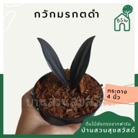 ราคา กวักมรกตดำ กวักดำ กวักนิล มีหัวทุกต้น มาในกระถางพร้อมตั้ง (12439522443)