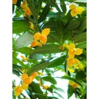 ราคา ต้นลำดวน ไม้โบราณหายาก ดอกหอมสีขาวเหลืองนวล ไม้มงคล ไม้มีค่าทางเศรษฐกิจ ทำไม้ล้อมได้ พร้อมปลูกถุงดำ 59 บาท (15689890517)