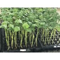 ราคา กล้ามะเขือยาวสีเขียว ท็อปกัน ชนิดเสียบยอด ชุด 100 ต้นสำหรับอาชีพ (9777616617)