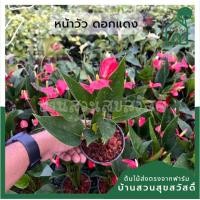 ราคา ต้นหน้าวัว หน้าวัวดอกแดง ส่งพร้อมกระถาง (17064805858)