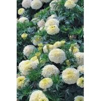 ราคา ดาวเรืองขาววนิลา30 เมล็ด (10530343771)