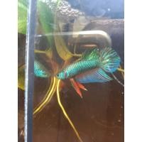 ราคา ปลากัดธรรมชาติ60บาท ปลากัดลูกทุ่งช้อนแท้100 สีเขียว ตัวใหญ่ ส่งด่วน รับประกันสินค้า100 (19249797683)