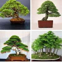 ราคา 30 เมล็ด ซอง ต้นไม้แคระ ต้นไม้ประดับต้น Japanese Pinus Parviflora Seeds ไม้มงคล ต้นสนใบพาย เมล็ดดอกไม้ ต้นสนมังกรบอนไซ ต้นไม้ ต้นสนญี่ปุ่น ต้นสนฉัตร ต้นบอนไซ ต้นสน ต้นสนจูนิเปอร์ (6831066597)