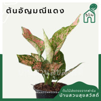 ราคา ต้นอัญมณีแดง อโกลนีมา ไม้มงคลในกระถาง 5 6 นิ้ว (12166102607)