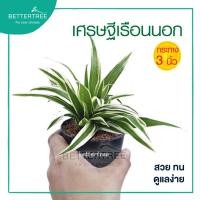ราคา ต้นเศรษฐีเรือนนอก กระถางขนาด 3 นิ้ว ต้นไม้ plant ต้นไม้มงคล ต้นไม้ฟอกอากศ ต้นไม้ในร่ม (7462294203)