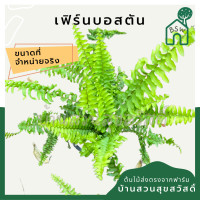 ราคา เฟิร์นบอสตัน หรือ เฟิร์นมะขามสีทอง กระถาง 5 นิ้ว (13697873511)