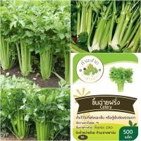 ราคา ทำมะชาดฟาร์ม เมล็ดพันธุ์ เซเลอรี่ Celery ขนาดบรรจุประมาณ 2000 เมล็ด ขึ้นฉ่ายฝรั่ง คื่นฉ่ายฝรั่ง ขึ้นช่าย คึ่นช่ายฝรั่ง คื่นฉ่าย คื่นช่่าย (676796812)