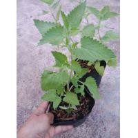 ราคา ต้นพันธ์ุแคทนิปNepeta cataria หรือกัญชาแมว (3891626815)