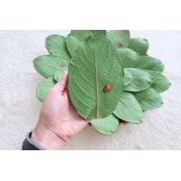 ราคา ส่งฟรี กระเป๋าใบไม้ กระเป๋ายางพารากระเป่าสตางค์ Handmade (10750770988)