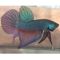 ราคา ปลากัดสายลูกทุ่งอีสาน ปลากัดอีสานพันธุ์แท้ ดั้งเดิมขากแหล่งน้ำธรรมชาติอุดรธานี อายุราวๆ 4 6 เดือน (12519113889)