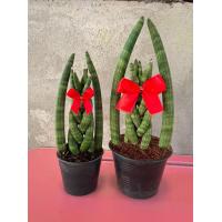 ราคา ต้นงาช้าง งาโค้ง รับทรัพย์ (12509135251)