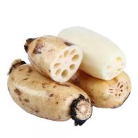 ราคา รากบัวจีน1kgสด เนื้อแน่น อวบอิ่ม Lotus root 新鲜莲藕 รากบัวสด กรอบ หวาน อร่อย พร้อมส่ง ทำอาหารได้หลากหลายเมนูทั้งคาว ทั้งหวาน ต้มน้ำรากบัว (10170801853)
