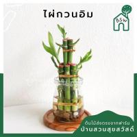 ราคา ไผ่กวนอิม 3 ชั้น (10603888197)