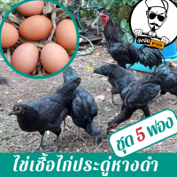 ราคา ไข่เชื้อไก่ประดู่หางดำเชียงใหม่ชุด 5 ฟอง สำหรับฟัก (13156340000)