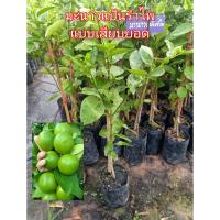 ราคา ต้นมะนาวแป้นรำไพ เสียบยอด เป็นมะนาวเปลือกบาง น้ำเยอะ ผลออกเป็นพวง ต้นสูง 50 70 ซม (13306667510)