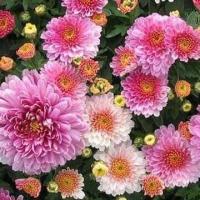 ราคา เมล็ดพันธุ์ดอกไม้ดอกเบญจมาศ คละสี สีขาว สีชมพู สีเหลือง สีแดง จำนวน 100 เมล็ด ราคา 19 บาท (8999635657)