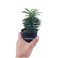 ราคา ต้นบรรไดเศรษฐี กระถางขนาด 3 นิ้ว euphorbia tithymaloides smallii ต้นไม้ฟอกอากาศ ต้นไม้ในร่ม ต้นไม้ ต้นไม้ฟอกอากาศ (16840439491)