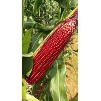 ราคา SiamRubyQueen2 400 seeds ราชินีทับทิมสยาม2 ข้าวโพดหวานสีแดง เมล็ดพันธุ์ของแท้ เมล็ดสีเหลืองคลุกยาสีแดง (18080529927)