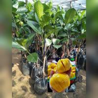 ราคา ต้นขนุนเพชรราชา ขนาดต้นสูง 50 70 ซม แบบทาบกิ่ง (11774675831)