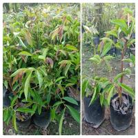 ราคา ต้นมันปู ผักสมุนไพรชะลอแก่ ใบและยอดอ่อนนำมากินกับน้ำพริก (12301293684)