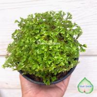 ราคา เฟิร์น กนกนารี มีหลายแบบ กระถาง 4 นิ้ว ส่งทั้งกระถาง จัดสวนถาด ฟอกอากาศ แต่งสวน (12365484643)