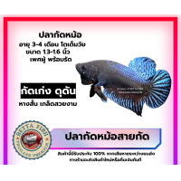 ราคา ปลากัดหม้อแปดริ้ว ปลาบ่อดิน อึดถึกทน พร้อมลงสนาม กัดบ่อน เดิมพัน กัดเก่ง เจ้าสนาม ฟันคม หนังหนา จัดส่งฟรี มีรับประกัน (16895962599)