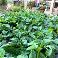 ราคา เมล็ดพันธุ์ ผักปลัง ผักปลังเขียว ผักปลังขาว 300 เมล็ด (17133040780)