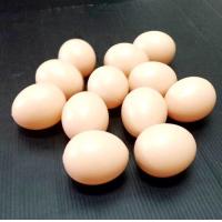 ราคา ไข่ไก่ EEG ปลอม ไข่ เบอร์ 2 จำนวน 12 ลูก ผิว ตึง แข็ง ไม่แตก สมจริง มาก สินค้าได้ ตามรูปภาพ แน่นอน 100 (802676265)