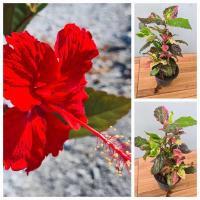 ราคา ต้นชบาด่าง กระถาง 6 นิ้ว ขั้นต่ำ 2 ต้น ส่งพร้อมกระถาง (17383902272)