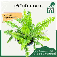 ราคา เฟิร์นบอสตัน หรือ เฟิร์นมะขามสีทอง กระถาง 5 นิ้ว (13995431728)