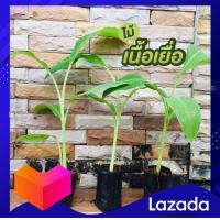 ราคา ถูกที่สุด ส่งไว กล้ากล้วยเพาะเนื้อเยื่อ น้ำว้าปากช่อง50 พร้อมปลูกลงดิน สูง30ซม ต้นอวบแข็งแรง พันธุ์กล้วย ปลอดโรคตายพราย หนอนกอ (10452405736)