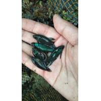 ราคา ปลากัด ปลากัดสายกัดดุ ปลากัดป่าสายกัด ปลากัดถูกๆ ปลากัดราคาถูก ปลากัดลูกผสม ปลากัดป่า ปลาอีสานสายกัด (18333407754)