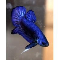 ราคา ปลากัดสีน้ำเงิน Blue ปลากัดตัวผู้ เป็นสายกัดแบบสวยงาม เลี้ยงสวยงาม ส่งด่วน มีรับประกันสินค้าให้100 (16611938617)