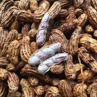 ราคา เมล็ดพันธุ์ ถั่วลิสงลายเสือ พันธุ์ถั่วเสือ ถั่วดิน ถั่วจัมโบ้ ตัวเลือก 300 เมล็ด 10 แถม 1 คละได้ (11664188084)