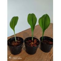 ราคา ว่านมหาลาภ ว่านเสน่ห์มหาลาภ ว่านกวักนางพญาหงสาวดี ผู้ปลูกมักจะได้ลาภจากการเสี่ยงโชคเสมอ ต้นละ29บาท (4881056648)