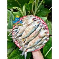 ราคา ปลาทูน้ำเค็มหอม ครึ่งกิโลกรัม ปลาทูมัน ตัวใหญ่ ไม่เค็มมาก แพคครึ่งกิโลกรัม (8473399620)