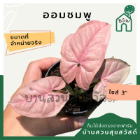 ราคา ต้นออมชมพู PINK SYNGONIUM กระถาง 3 นิ้ว (14018495149)