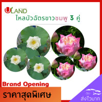 ราคา Uland ไหลบัวฉัตร 3 คู่ขาวชมพู ไหลบัว บัวฉัตรชมพู บัวฉัตรขาว หลดบัว บัวฉัตร ดอกบัวชมพู บัวหลวง (10167291173)
